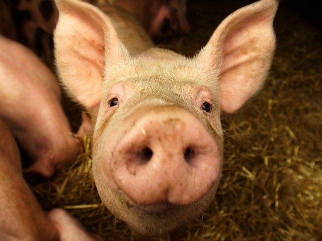pork-consumption